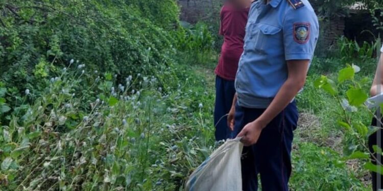 Сарыағаш тұрғынының ауласынан 2400 түп “көкнар” табылды