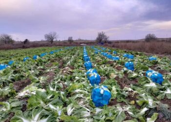 ТҮРКІСТАН: КЕЛЕСТІК ШАРУАЛАР ҚЫРЫҚҚАБАТ ЖИНАП ЖАТЫР