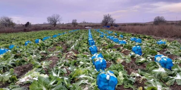 ТҮРКІСТАН: КЕЛЕСТІК ШАРУАЛАР ҚЫРЫҚҚАБАТ ЖИНАП ЖАТЫР