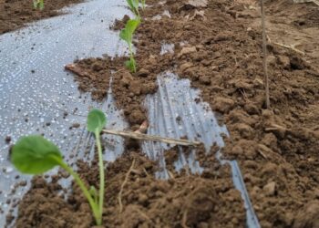 ТҮРКІСТАН: ҚЫРЫҚҚАБАТ ЕГУ НАУҚАНЫ БАСТАЛДЫ