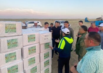 Шегірткемен күрес.