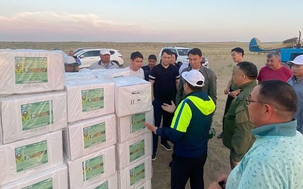 Шегірткемен күрес.