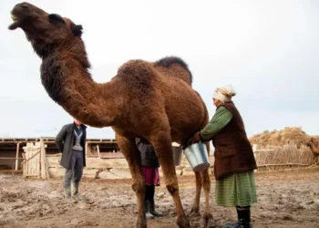 Малшылар күні.