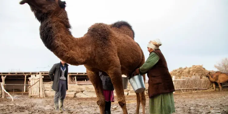 Малшылар күні.
