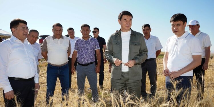 Түркістан облысында биыл ауыл шаруашылығы дақылдары 873 мың гектар жерге егілді.