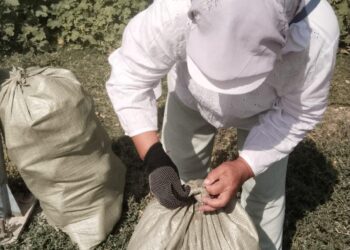 САУРАН АУДАНЫНДА  «ТАЗА ҚАЗАҚСТАН» ШАРАСЫ НЕГІЗІНДЕ ТАЗАЛЫҚ ЖҰМЫСТАРЫ ЖАЛҒАСУДА .