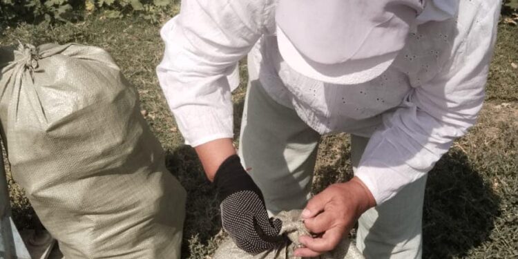 САУРАН АУДАНЫНДА  «ТАЗА ҚАЗАҚСТАН» ШАРАСЫ НЕГІЗІНДЕ ТАЗАЛЫҚ ЖҰМЫСТАРЫ ЖАЛҒАСУДА .