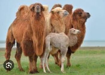 Отырар ауданы- түйе шаруашылығы бойынша озат аудан