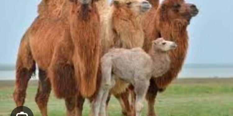 Отырар ауданы- түйе шаруашылығы бойынша озат аудан