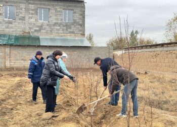 ТҮРКІСТАН: САУРАНДА 25 МЫҢ ТҮП АҒАШ КӨШЕТТЕРІ ОТЫРҒЫЗЫЛАДЫ
