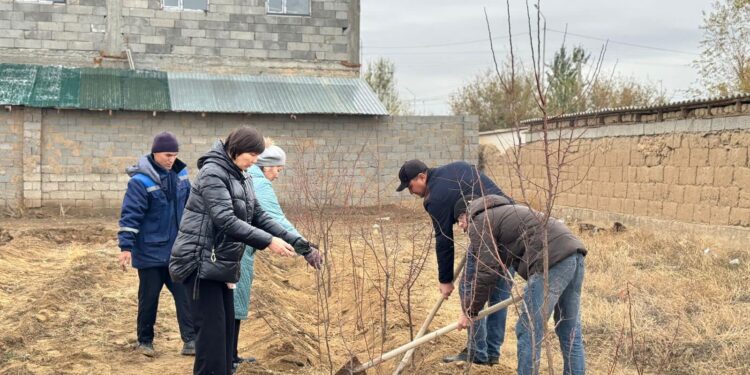 ТҮРКІСТАН: САУРАНДА 25 МЫҢ ТҮП АҒАШ КӨШЕТТЕРІ ОТЫРҒЫЗЫЛАДЫ