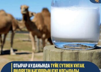 ОТЫРАР АУДАНЫНДА ТҮЙЕ СҮТІНЕН ҰНТАҚ ӨНДІРЕТІН КӘСІПОРЫН ІСКЕ ҚОСЫЛАДЫ