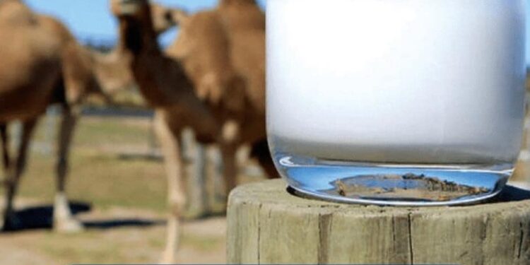 ОТЫРАР АУДАНЫНДА ТҮЙЕ СҮТІНЕН ҰНТАҚ ӨНДІРЕТІН КӘСІПОРЫН ІСКЕ ҚОСЫЛАДЫ