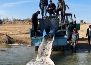 ТҮРКІСТАН: «ШАРДАРА» СУ ҚОЙМАСЫНА 635 МЫҢ ДАНА ШАБАҚ ЖІБЕРІЛДІ.