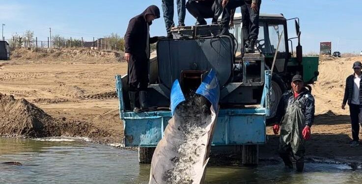 ТҮРКІСТАН: «ШАРДАРА» СУ ҚОЙМАСЫНА 635 МЫҢ ДАНА ШАБАҚ ЖІБЕРІЛДІ.