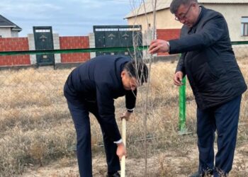 АУДАН АУМАҒЫНДА КҮЗГІ НАУҚАНДЫҚ КӨШЕТТЕР ОТЫРҒЫЗЫЛУДА.