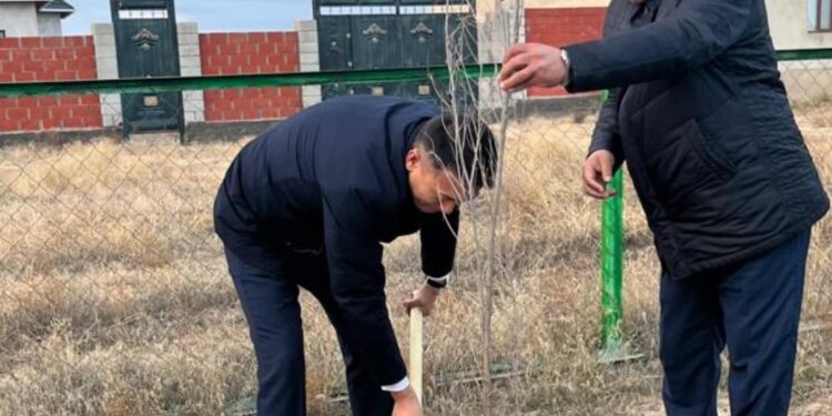 АУДАН АУМАҒЫНДА КҮЗГІ НАУҚАНДЫҚ КӨШЕТТЕР ОТЫРҒЫЗЫЛУДА.