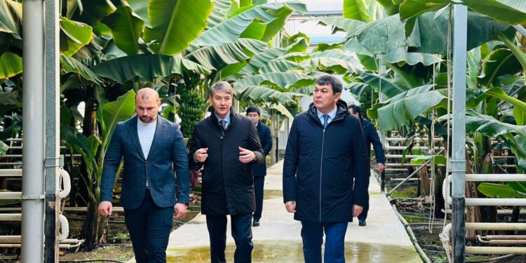 ТҮРКІСТАН: САЙРАМ АУДАНЫНДА АГРОСАЛАДА АУҚЫМДЫ ЖОБАЛАР ЖҮЗЕГЕ АСУДА.