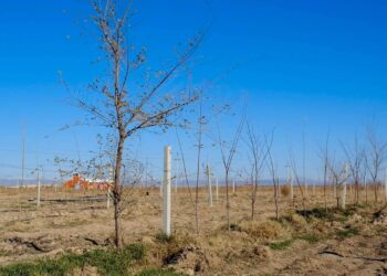 ТҮРКІСТАН: «ЖАСЫЛ БЕЛДЕУДІ» ҰЛҒАЙТУ, КҮЗГІ КӨШЕТ ЕГУ БАРЫСЫ ПЫСЫҚТАЛДЫ.