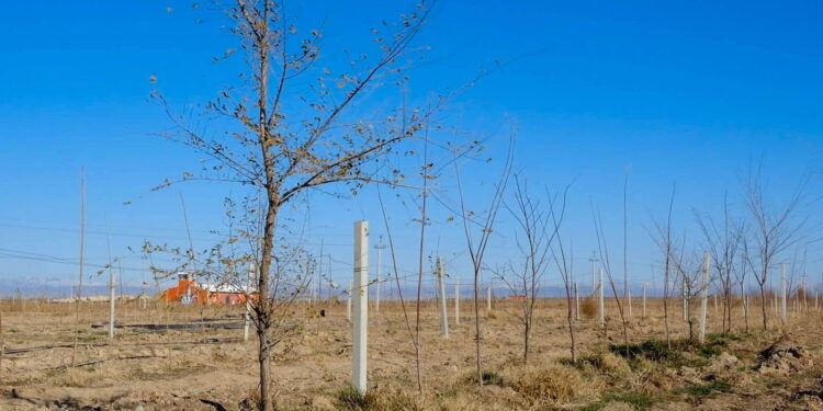 ТҮРКІСТАН: «ЖАСЫЛ БЕЛДЕУДІ» ҰЛҒАЙТУ, КҮЗГІ КӨШЕТ ЕГУ БАРЫСЫ ПЫСЫҚТАЛДЫ.