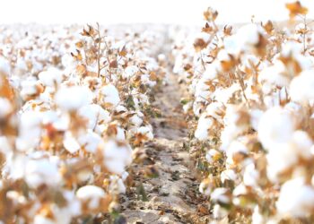 ТҮРКІСТАН ОБЛЫСЫНДА МАҚТА-ТОҚЫМА КЛАСТЕРІН ДАМЫТУ ЖҰМЫСТАРЫ БАСТАЛДЫ.