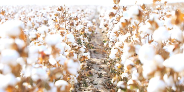 ТҮРКІСТАН ОБЛЫСЫНДА МАҚТА-ТОҚЫМА КЛАСТЕРІН ДАМЫТУ ЖҰМЫСТАРЫ БАСТАЛДЫ.