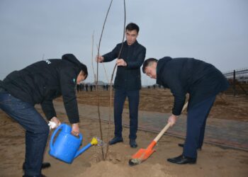 ТҮРКІСТАН ОБЛЫСЫ ШАРДАРА: 1200 ТҮП АҒАШ ОТЫРҒЫЗЫЛДЫ