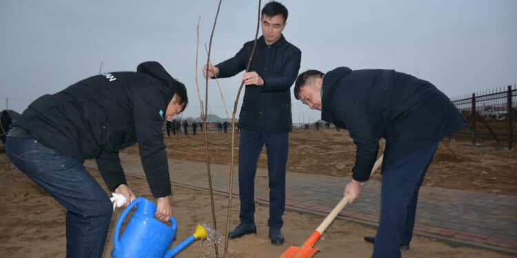 ТҮРКІСТАН ОБЛЫСЫ ШАРДАРА: 1200 ТҮП АҒАШ ОТЫРҒЫЗЫЛДЫ