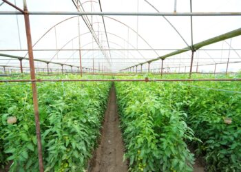 ТҮРКІСТАН ОБЛЫСЫНДА АУЫЛ ШАРУАШЫЛЫҒЫНЫҢ НЕГІЗГІ КАПИТАЛЫНА 130 МЛРД. ТЕҢГЕ ИНВЕСТИЦИЯ ТАРТЫЛДЫ