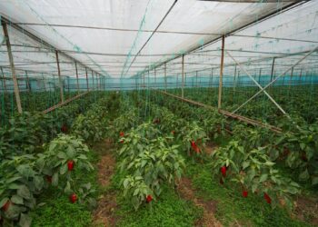 ДАРХАН САТЫБАЛДЫ ШАРУАЛАРМЕН КЕЗДЕСТІ.