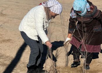 САУРАНДА КҮЗГІ КӨШЕТ ЕГУ ЖҰМЫСТАРЫ АЯҚТАЛДЫ
