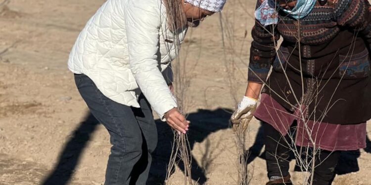 САУРАНДА КҮЗГІ КӨШЕТ ЕГУ ЖҰМЫСТАРЫ АЯҚТАЛДЫ