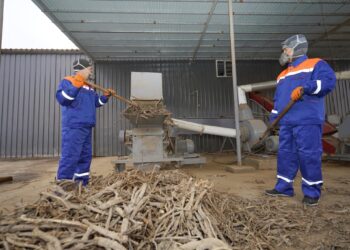 ТҮРКІСТАН: ЖЕТІСАЙДА МИЯ ӨСІМДІГІН ӨҢДЕЙТІН ЕРЕКШЕ КӘСІПОРЫН ІСКЕ ҚОСЫЛДЫ.