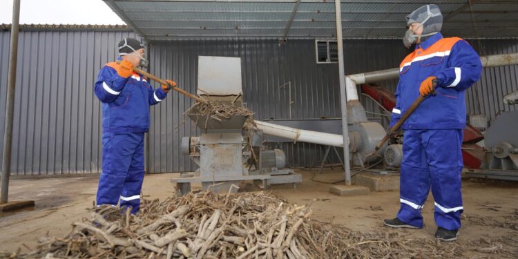 ТҮРКІСТАН: ЖЕТІСАЙДА МИЯ ӨСІМДІГІН ӨҢДЕЙТІН ЕРЕКШЕ КӘСІПОРЫН ІСКЕ ҚОСЫЛДЫ