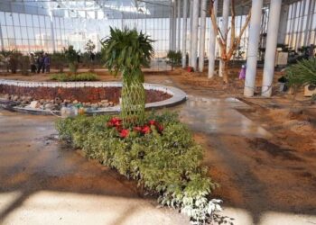 ТҮРКІСТАНДА ТРОПИКАЛЫҚ ТАЛДАР ӨСЕТІН САЯБАҚ АШЫЛАДЫ