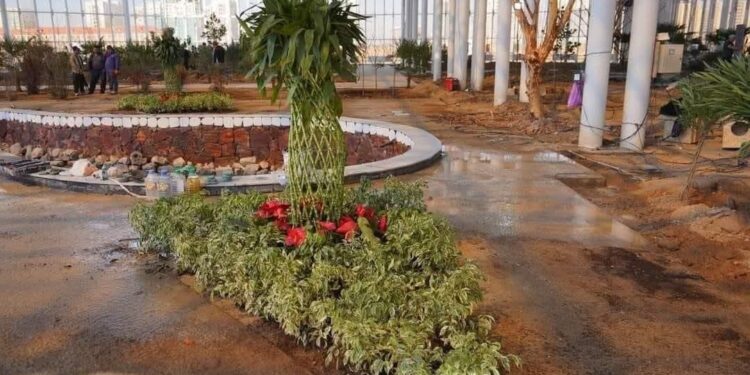 ТҮРКІСТАНДА ТРОПИКАЛЫҚ ТАЛДАР ӨСЕТІН САЯБАҚ АШЫЛАДЫ