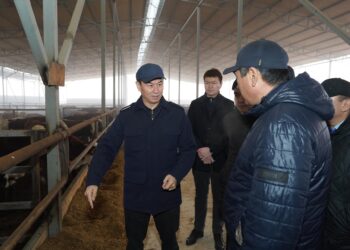 ТҮРКІСТАН: САРЫАҒАШТА МАЛ БОРДАҚЫЛАУ АЛАҢЫ КӨБЕЙІП КЕЛЕДІ