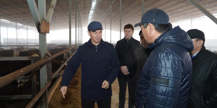 ТҮРКІСТАН: САРЫАҒАШТА МАЛ БОРДАҚЫЛАУ АЛАҢЫ КӨБЕЙІП КЕЛЕДІ