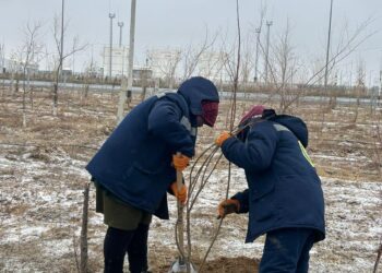 «ТАЗА ҚАЗАҚСТАН»: «ЖАСЫЛ БЕЛДЕУ» АУМАҒЫНДА СЕНБІЛІК ӨТТІ