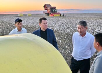 ОТЫРАРДАҒЫ МАҚТА АЛҚАБЫНДА ӨНІМ ЖИНАУҒА ДАЙЫНДЫҚ ЖҰМЫСТАРЫ ПЫСЫҚТАЛДЫ.