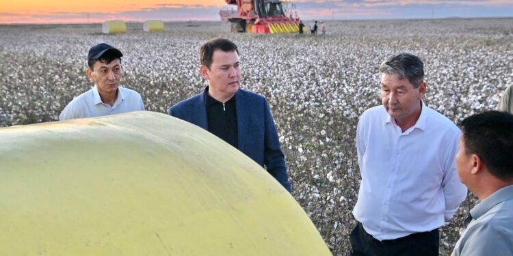 ОТЫРАРДАҒЫ МАҚТА АЛҚАБЫНДА ӨНІМ ЖИНАУҒА ДАЙЫНДЫҚ ЖҰМЫСТАРЫ ПЫСЫҚТАЛДЫ.