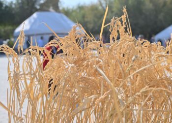 ОТЫРАР АУДАНЫНА – 90 ЖЫЛ: «БЕРЕКЕЛІ – АЛТЫН КҮЗ» ІС-ШАРАСЫ ӨТТІ .