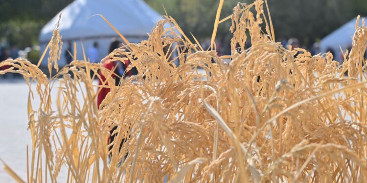 ОТЫРАР АУДАНЫНА – 90 ЖЫЛ: «БЕРЕКЕЛІ – АЛТЫН КҮЗ» ІС-ШАРАСЫ ӨТТІ .